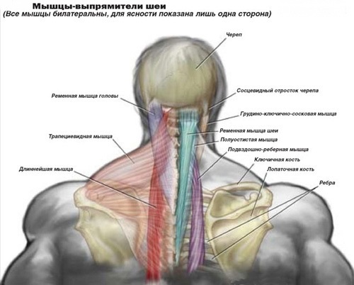 мышцы лямка для шеи.jpg